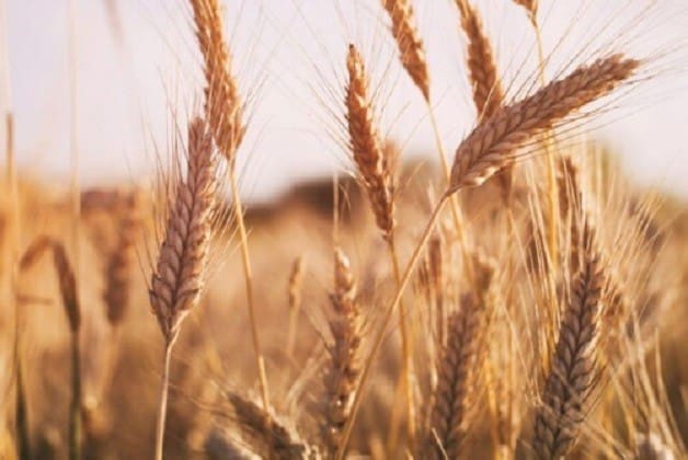 یا به قیمت بخرید یا یارانه بدهید