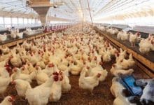 ٧۶درصد مرغداران مخالف تحویل نهاده خام دامی به کارخانجات هستند
