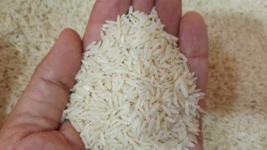 برنج ایران