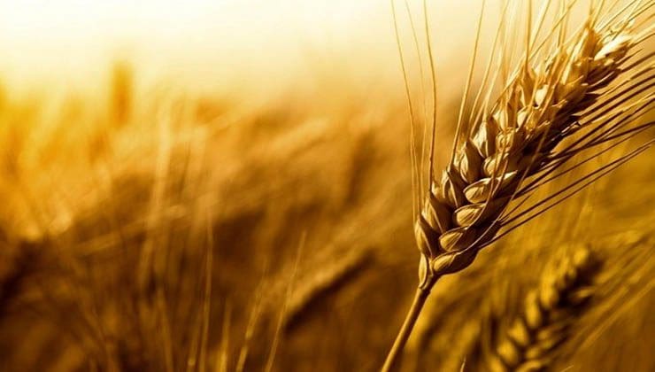 قیمت گندم