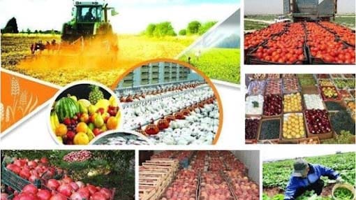 محصولات کشاورزی