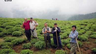 تیاور؛ محصولات کشاورزی و احیاء جنگل های هیرکانی