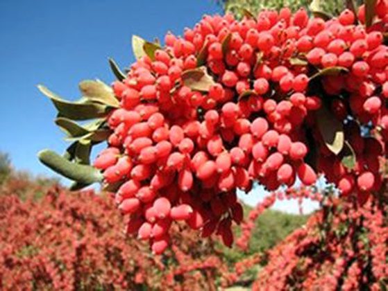 زرشک&zwnj;
