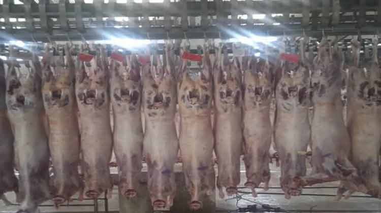 ذبح دامهای آبستن