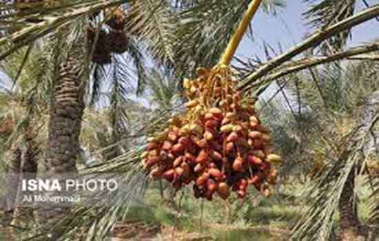 نخلستان