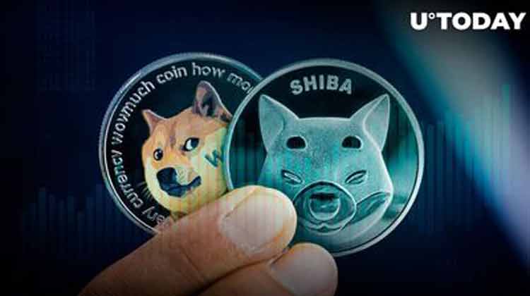 دوج و شیبا
