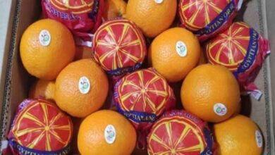 پرتقال-صادراتی