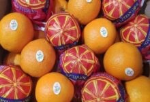 پرتقال-صادراتی