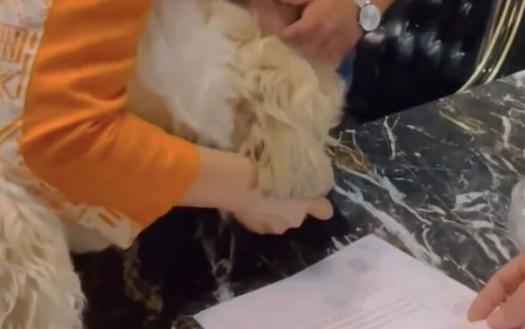 پنجول چستر