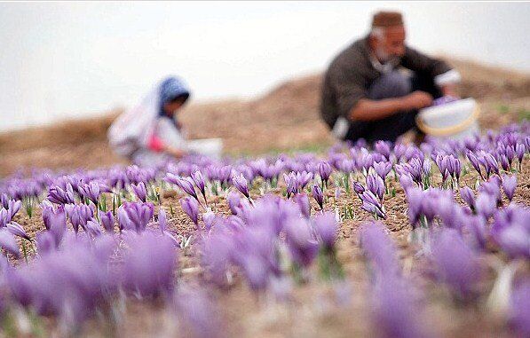 زعفران