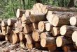 واردات چوب