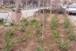 کاشت یک صد درختچه در بوستان های منطقه 17