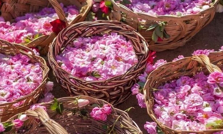گل محمدی