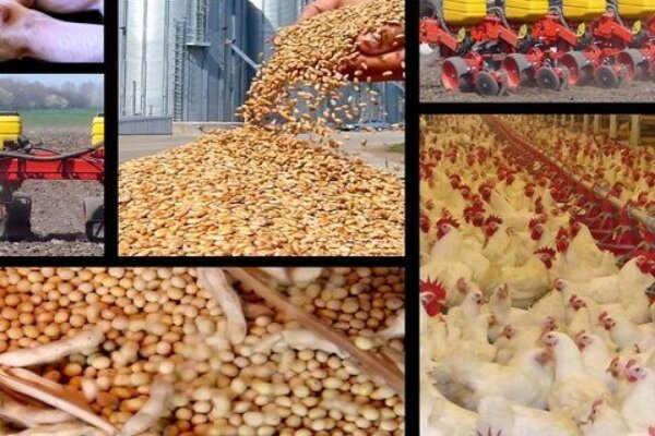نهاده های دامی و محصولات کشاورزی