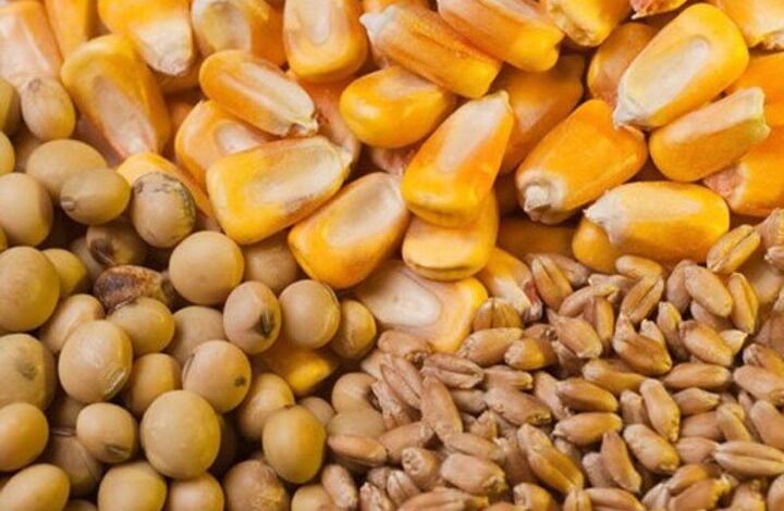 نهاده های دامی