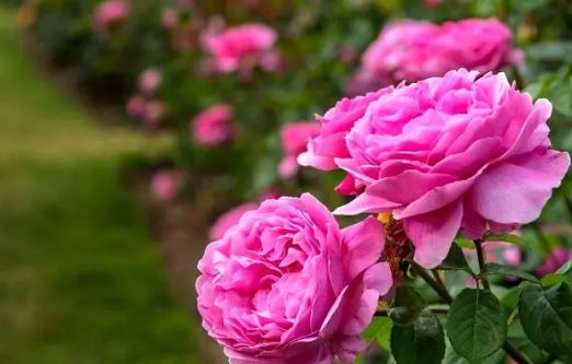 گل محمدی