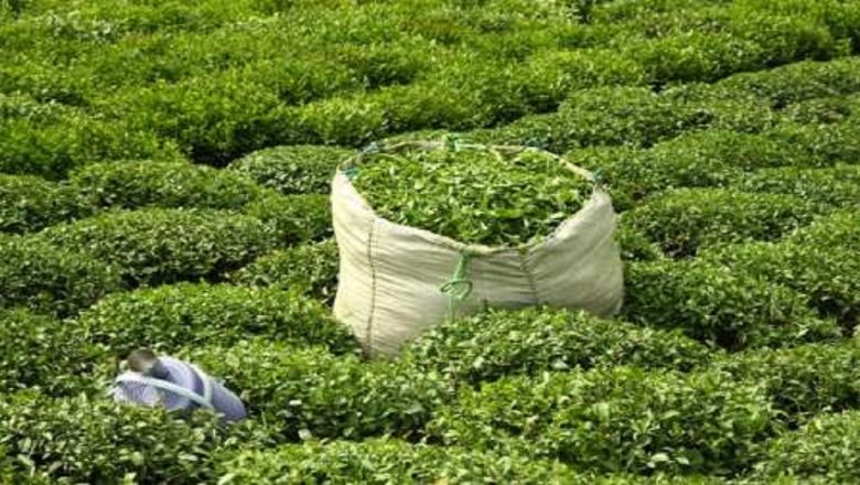 برگ سبز چای