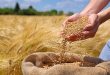 نرخ خرید تضمینی گندم