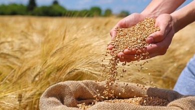 نرخ خرید تضمینی گندم