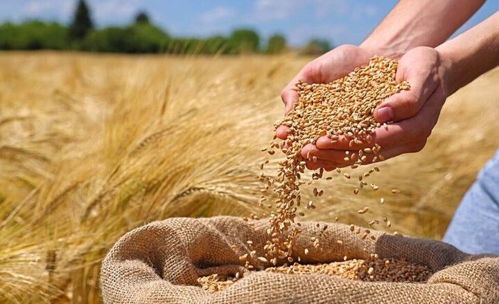 نرخ خرید تضمینی گندم