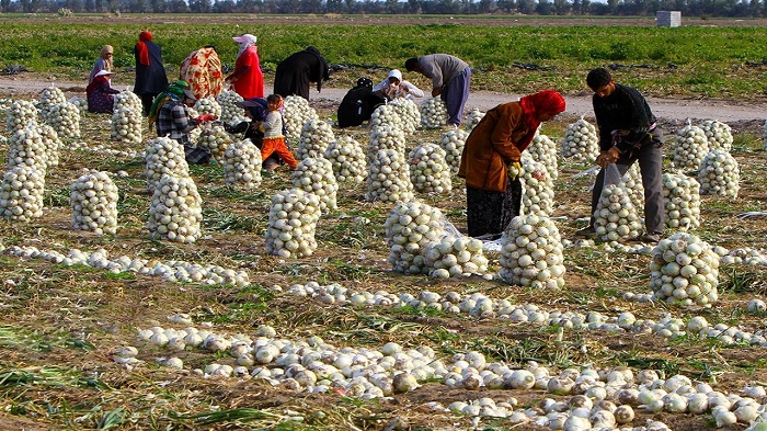 کشاورزان پیازکار