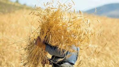 خرید تضمینی گندم