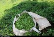 چای