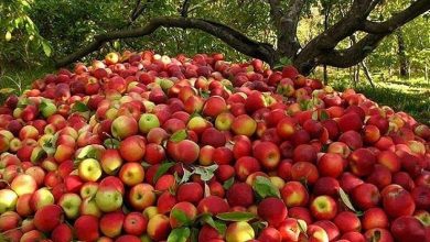 محصولات باغی