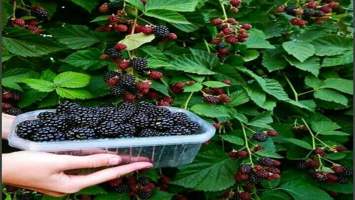 بازار تمشک