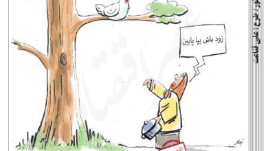 قیمت مرغ بالا رفت