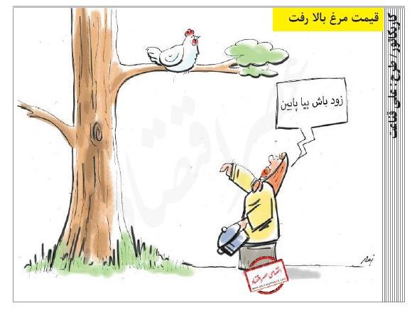 قیمت مرغ بالا رفت