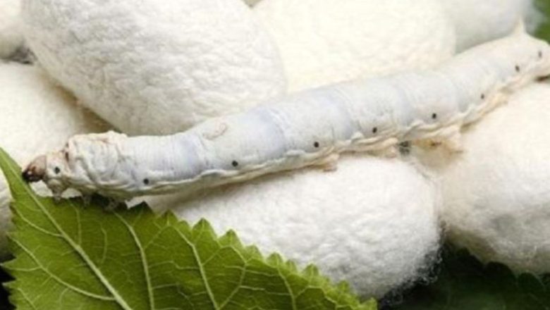 بازار جهانی ابریشم