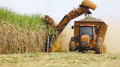 تولید جهانی نیشکر