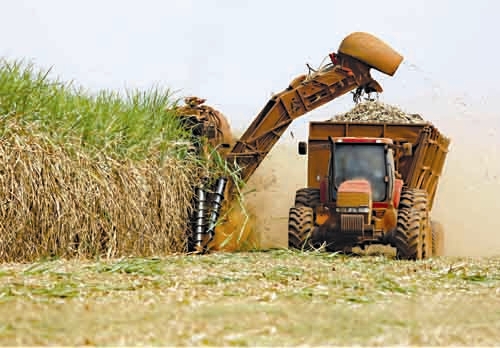 تولید جهانی نیشکر