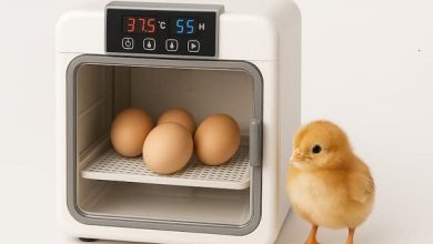 دستگاه جوجه کشی - چیکن هچ