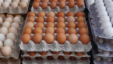 صادرات تخم مرغ