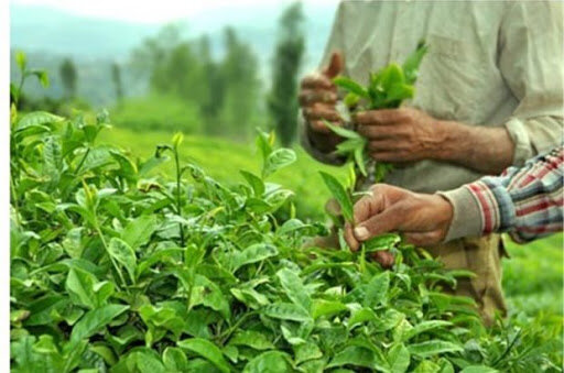 صادرات چای