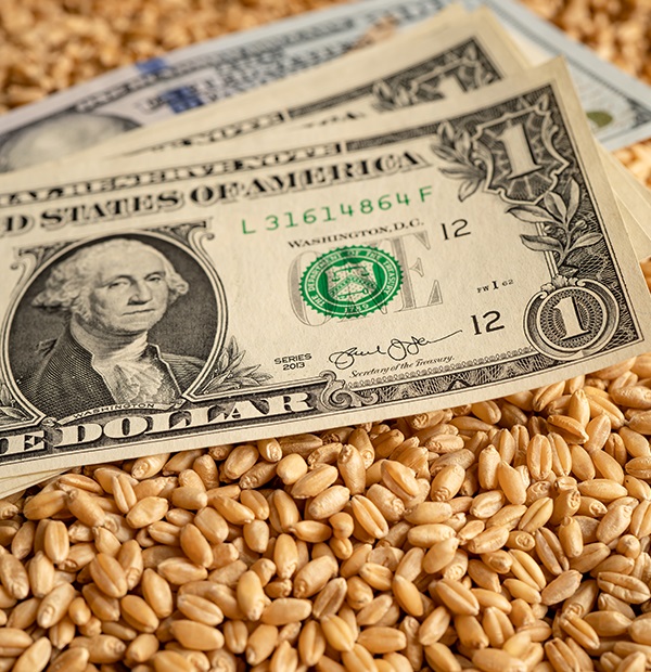 بازار نهاده‌های دامی