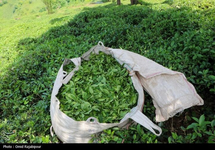 برگ سبز چای