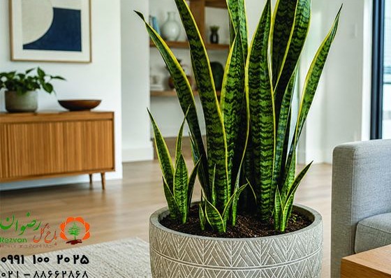 بهترین کود برای پاجوش زدن سانسوریا چیست؟